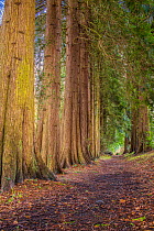 Avenue of Western Red Cedar trees (Thuia plicata) Wye Valley,  Monmouthshire, Wales, UK, March.