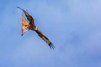 Red kite (Milvus milvus) in flight, Gigrin Farm, Powys, Wales, UK, April.