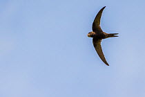 Swift (Apus apus) in flight with mouth full of insect prey to feed to chicks, Monmouthshire, Wales, UK, July.