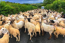 Flock of sheep blocking road, Monmouthshire Wales UK, July.