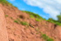 Ornate tailed digger wasp (Cerceris rybyensis) flying to nest burrow, Monmouthshire, Wales, UK, August.