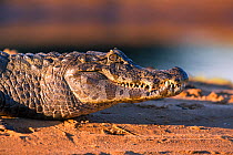 Spectakled caiman (Caiman crocodilus) at water's edge, Pantanal Brazil