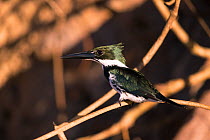 Amazon Kingfisher (Chloroceryle amazona) female, Pantanal Brazil