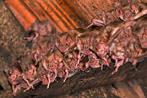 Commpon vampire bat ( Desmodus rotundus) group, Pantanal, Brazil
