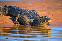 Spetacled Caiman (Caiman crocodilus) at water's edge, Pantanal, Brazil