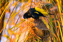 Yellow-rumped cacique (Cacicus cela) building nest, Pantanal, Brazil