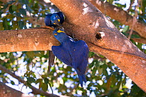 Hyacinth macaw (Anodorhynchus hyacinthinus) courtship behaviour, Pantanal, Brazil