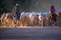 Gauchos herding cattle on horseback, Pantanal, Brazil.