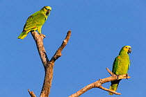 Blue-fronted Parrot (Amazona aestiva) perched on tree, Pantanal, Brazil
