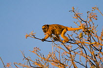 Black Howler Monkey (Alouatta caraya) in tree, Pantanal, Brazil