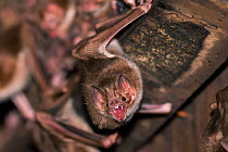 Common Vampire Bat ( Desmodus rotundus) with teeth bared, Pantanal, Brazil