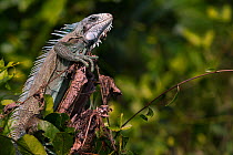 Green Iguana (Iguana iguana) Pantanal, Brazil