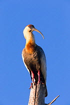 Buff-necked Ibis (Theristicus caudatus hyperorius) Pantanal, Brazil