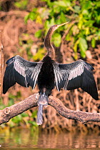 Anhinga (Anhinga anhinga) drying wings, Pantanal, Brazil