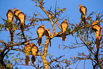 Guira Cuckoo (Guira guira) group perched in trees, Pantanal, Brazil.