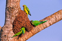 Peach-fronted Parakeet (Aratinga aurea) investigating old termite mound as possible nest site, Pantanal, Brazil.