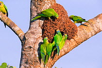 Peach-fronted parakeets (Aratinga aurea) investigating old termite mound as possible nest site, Pantanal, Brazil.