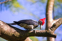 Lineated Woodpecker (Dryocopus lineatus) foraging for insects with tongue in hole drilled in wood, Pantanal Brazil
