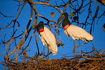 Jabiru Stork (Jabiru mycteria) pair on nest, Pantanal, Brazil