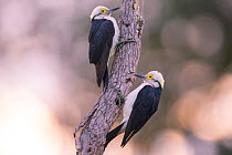 White woodpeckers (Melanerpes candidus) Pantanal, Brazil