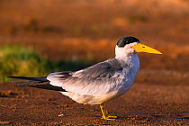 Large-billed Tern (Phaetusa simplex) Pantanal, Brazil