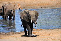 African elephant (Loxodonta africana) with almost totally severed trunk. Tembe Elephant Park.  Kwazulu-Natal.  South Africa.