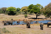 African elephant (Loxodonta africana) and Nyala (Tragelaphus angasii) at waterhole.  Tembe Elephant Park. KwaZulu-Natal.  South Africa.