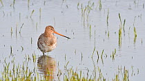 Black-tailed godwit (Limosa limosa) looking around in shallow water of wetland and then going to sleep, Belgium, April
