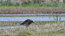 Black-tailed godwit (Limosa limosa) scratching head with foot, Belgium, April