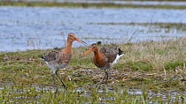 Pair of Black-tailed godwits (Limosa limosa) courting and mating in wetland, Belgium, April
