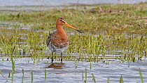 Black-tailed godwit (Limosa limosa) preening wing feathers with beak in wetland, Belgium, April