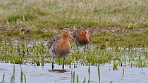 Two black-tailed godwits (Limosa limosa) preening feathers, calling and flying away in wetland, Belgium, April