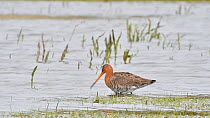 Male Black-tailed godwit (Limosa limosa) feeding in shallow water in wetland, Belgium, April.