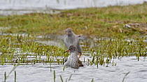 Two Common redshanks (Tringa totanus) bathing in wetland, Belgium, April.