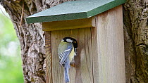 Great tit (Parus major) bringing food to nestbox to feed chicks, Belgium, April.