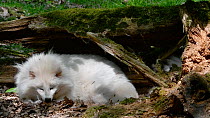 Raccoon dog (Nyctereutes procyonoides) resting under tree trunk in forest, white color phase, Germany, May. Captive.
