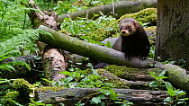 Two European polecats (Mustela putorius) looking around, one climbing a tree, Germany, May. Captive.