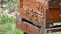 Honey bees (Apis mellifera) entering and leaving wooden beehive, Germany, May.