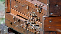 Honey bees (Apis mellifera) entering and leaving wooden beehive, Germany, May.