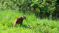 Lynx (Lynx lynx) calling in grassland, Germany, May. Captive.