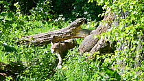 Lynx (Lynx lynx) sharpening claws on tree trunk before walking away, Germany, May. Captive