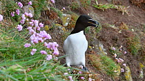 Razorbill (Alca torda) looking around on sea cliff top at seabird colony in spring, Fowlsheugh RSPB Reserve, Aberdeenshire, Scotland, UK, May