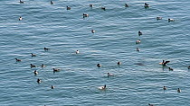 Common guillemots (Uria aalge) swimming and fishing at sea near breeding colony, Fowlsheugh RSPB Reserve, Aberdeenshire, Scotland, UK, May