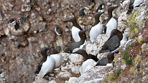 Bridled guillemot (Uria aalge) with white eye ring nesting amongst other Common guillemots in breeding colony, Fowlsheugh RSPB Reserve, Aberdeenshire, Scotland, UK, May.