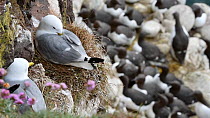 Kittiwakes (Rissa tridactyla) nesting on a rock ledge, with Common guillemots (Uria aalga) in the background, Fowlsheugh RSPB Reserve, Aberdeenshire, Scotland, UK, May