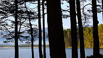Panning shot of silhouetted trees along lake Loch Garten, Abernethy Forest, Strathspey, Scotland, UK, May