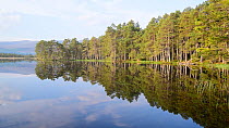 Panning shot of lake bank of Loch Garten showing Scots pines in Caledonian forest, Boat of Garten, Scotland, UK, May