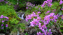 Panning shot of Rhododendron (Rhododendron ponticum) in flower, with waterfall in the background, Glen Etive, Scottish Highlands, Scotland, UK, May.