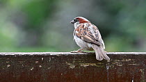 Male House sparrow (Passer domesticus)  perched on a wooden garden fence before flying away, Belgium, August