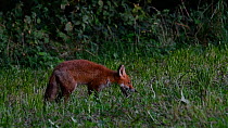 Juvenile Red fox (Vulpes vulpes) hunting and eating insects in a meadow at dusk, Belgium, September
